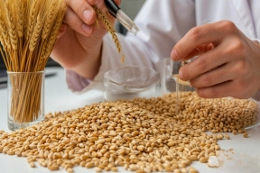 Контроль урожая: в Орловской области проверили 306 проб зерна и продуктов его переработки