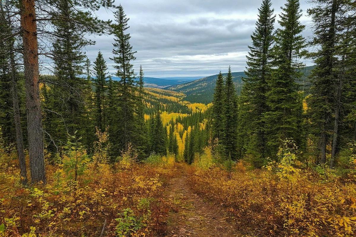 Борьба с незаконной вырубкой: в Пензенской области провели более 3 тысяч рейдов с начала года