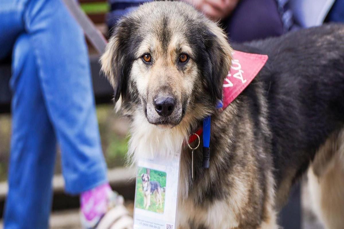 Где найти питомца: на Тверском бульваре в Москве проходит пасхальная выставка-пристройство собак и кошек