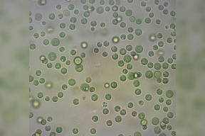 A stroll through the Russian market led to a scientific breakthrough