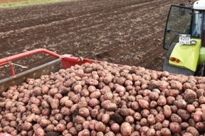 Дмитровский округ стал лидером Подмосковья по уборке картофеля и овощей открытого грунта