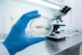 «Умная камера»: учёные Череповца с точностью до 90% определят качество рыбы за секунды