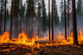 В Ростовской области с 1 мая введут особый противопожарный режим