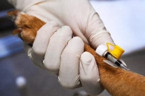 В Севастополе строят новый современный ветеринарный комплекс