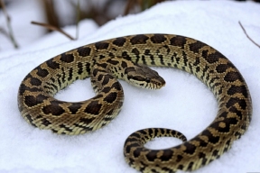 Специалист Богданов: в Марий Эл змеи еще не проснулись из-за глубокого снега и холода
