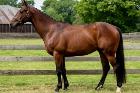 В Северной Осетии выставили на продажу обанкротившийся конезавод