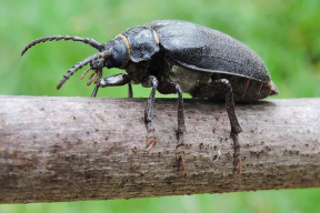 New species of butterflies discovered in Khabarovsk Krai
