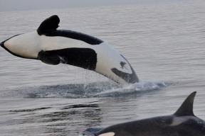 A pack of killer whales began to attack sailors in revenge for the injured female