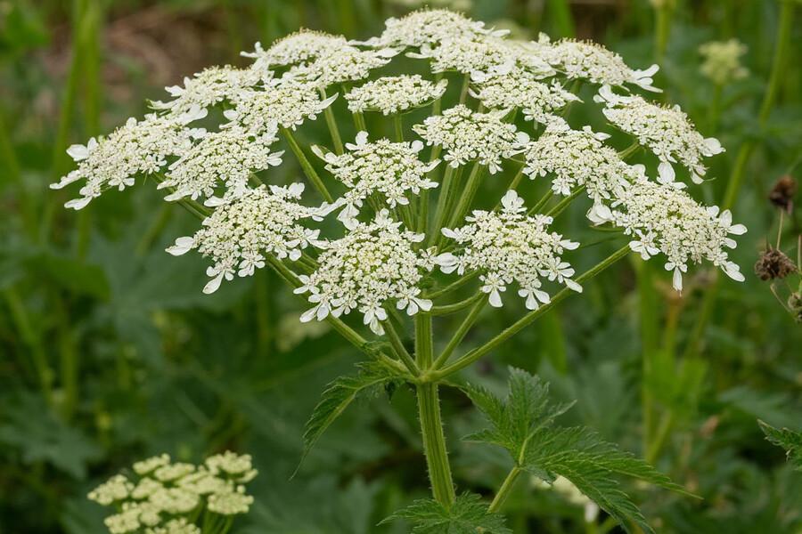 Борщевик Сосновского признали опасным инвазивным растением в Иркутской области