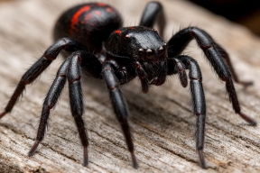 Тайны Казантипа: крымские ученые обнаружили пять новых видов пауков, которых здесь никогда не видели