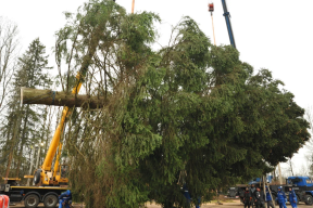 Красавица из Рузского муниципального округа: Главная новогодняя ель страны была выбрана из 24 претенденток