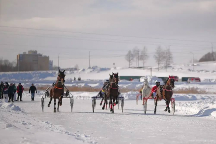 Мэр Станислав Трофимов: На Чебоксарском заливе состоялись единственные в России зимние конные бега