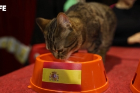Осьминог Пауль — в прошлом: кошка Вижа из театра Куклачёва, спасённая с передовой, предсказала победителя ЧМ-2026