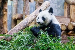 Launched a year ago, online broadcasts from the Moscow Zoo are gaining popularity.