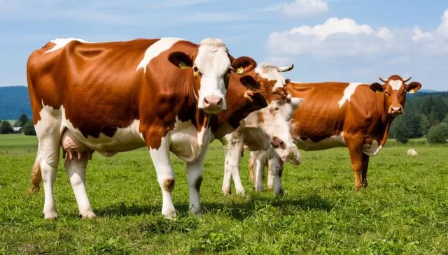 Из-за новых правил содержания КРС фермеры в Астраханской области оказались на грань выживания