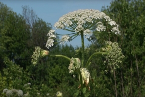 В курских лесах официально объявили двух врагов: клён американский и борщевик Сосновского