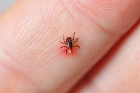 Иркутская область вошла в топ-17 самых опасных регионов по энцефалиту