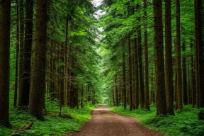 МЧС предупреждает о высокой пожарной опасности в лесах Марий Эл