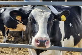 Свердловские власти приняли меры для стабилизации ситуации на рынке производства молока
