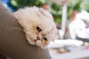 A three-day festival «Mospitomets» will be organized on Tverskoy Boulevard in Moscow