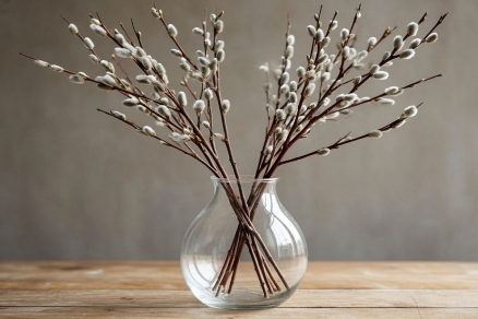 Духовный смысл вербы: что на самом деле значит этот символ?